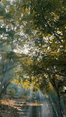 Digital Image Picture Photo Pic Wallpaper Background Trees Nature Forest 6542