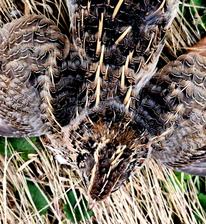 45++EXTRAS NPIP/AI CLEAN XXXL GOLIATH MEAT MAKER🍖 COTURNIX QUAIL