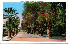 California Pepper Trees Lining Street Unposted White Border Postcard 9K