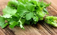 CILANTRO 10 FRESH HERB SEEDS FREE USA SHIPPING