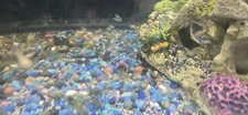6x Polar Blue Parrot Cichlid Fry - Live Freshwater Aquarium Fish