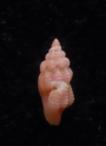 Gema Seashell Lienardia rubí 5 mm - Imagen 5 de 5