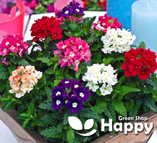 MEZCLA FLORISTA VERBENA - 200 SEMILLAS - Verbena híbrida - CESTAS COLGANTES - FLOR