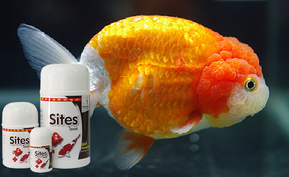 Sites Anti Parasite Fish Treat Louse Anchor Worm Flukes White Spot KOI GOLDFISH eBay