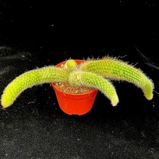 Hildewinteria Colademoninis Monkey tail cactus in 10cm pot WYSIWYG Plant B