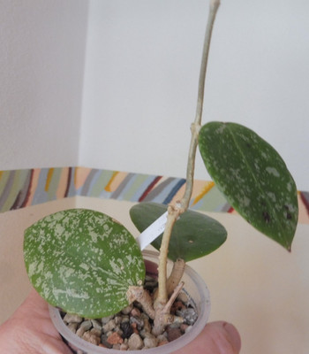  Pflanze Hoya parasitica heart leaf splash mit langem Trieb Porzellanblume  