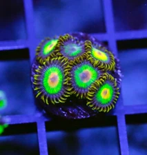 DIYreefer Live Coral WYSIWYG Rasta Zoa Frag