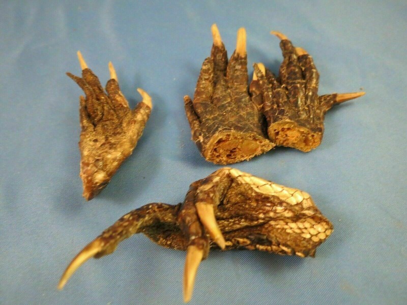 LOT OF 4 REAL GATOR ALLIGATOR FEET TAXIDERMY claw toes 2-3" Genuine Authentic 