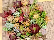 50 SUCCULENT CUTTINGS / 40 DIFFERENT VARIETALS WITH 5 RARE SPECIES