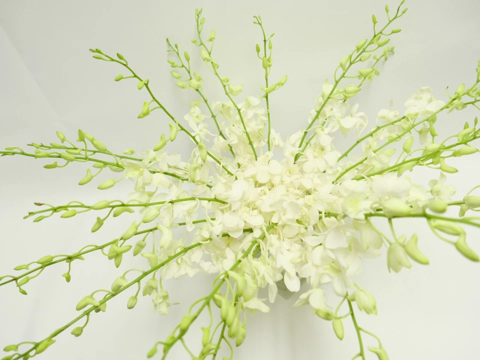 Buquê de orquídeas corte branco fresco com vaso - Imagem 4 de 4