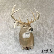 #28155 EL | Whitetail Deer Taxidermy Shoulder Mount For Sale