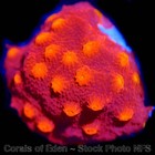 Corals of Eden ~ NON WYSIWYG Live Coral Frag ~ Red Dragon Cyphastrea ~ LPS SPS — photo 5