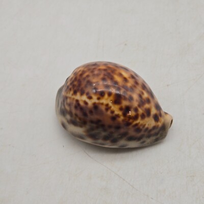 Cypraea Tigris Sea Shell 3.25'' 83mm Cowrie
