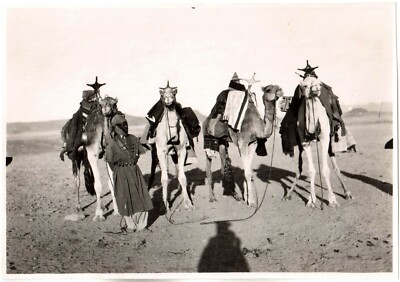 Tunisia.Tunisia.Maghreb.Caravan.White camels.Silver photo 11.3x16.2cm.