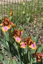 tall bearded iris rhizomes Time travel fall colors in April Bulbs