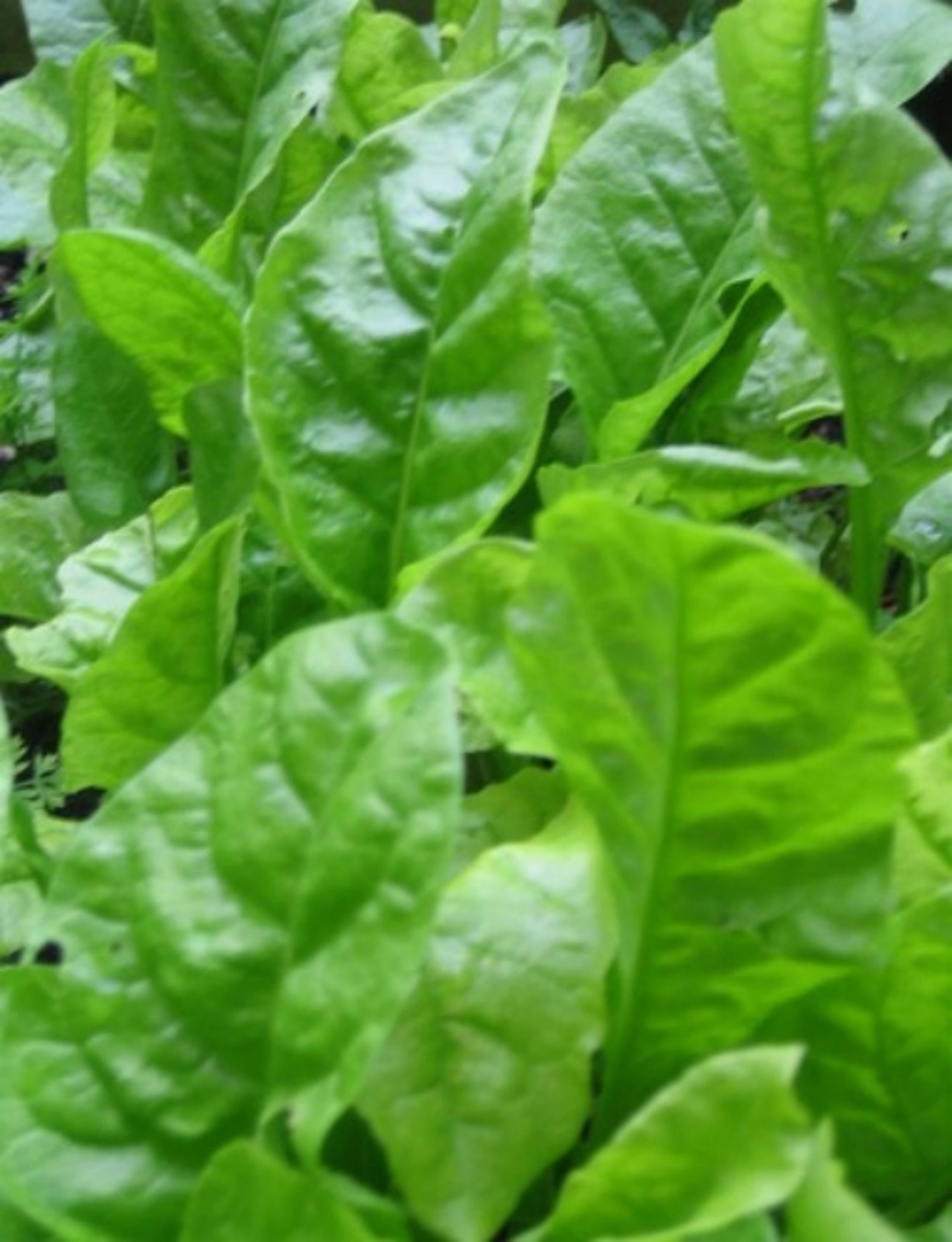 Spinach Seeds Organic Gigante D'Inverno 200+ 2021 Seeds 1.69 Max