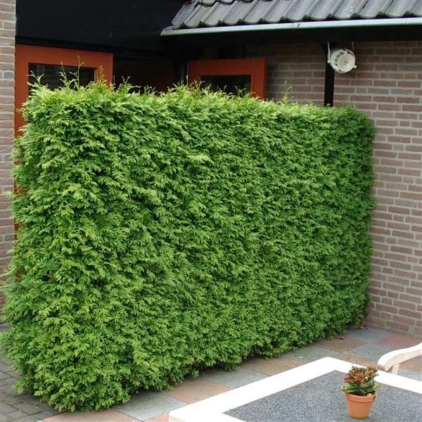 Ausgewachsene-Pflanze-Thuja - (- Lebensbaum -) Pflanzen, Strucher & Hecken  online kaufen | eBay.de