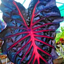 Colocasia Bulb Jubilee New Hybrid Tuber (Includes All Import Duties And Taxes)