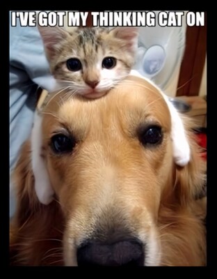 I've Got My Thinking Cat On Cap Cuddle Pet Dog Best Friend Buddies Love MAGNET