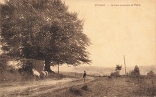 BELGIQUE - Gedinne - Hêtre centenaire de Roblo - Végétation - Chèvre - Enfant -