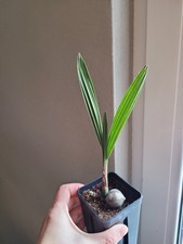 🌴 Jubaea chilensis Honigpalme