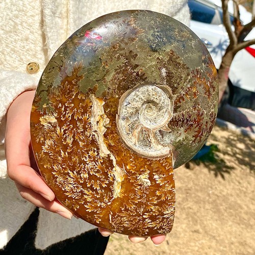 3.7LB Rare natural polished Natural conch fossil specimens of Madagascar - 第 3/13 張圖片