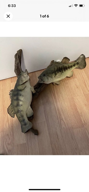 Double Bass Taxidermy On Root Wood /Man Cave Hand Made -Real Skin
