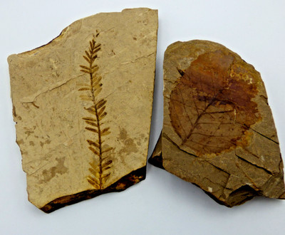 Paar fossile Pflanzenreste Eozän Blatt und Wedel British Columbia Kanada