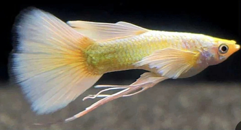 10 + Guppy Oro Completo 24k Vivo ADULTOS JÓVENES*****alta calidad ***** Foto 4 de 4