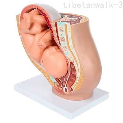  Pregnancy Fetal Development 9Th Month Embryonic Pelvic Anatomy Model