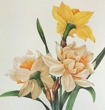 Redoute Beautiful Flowers NARCIFSUS GOUANI Botanical Art Print Book Plate 82