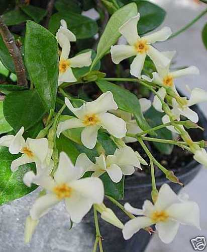 Trachelospermum Asiaticum jasmin étoilé rustique jaune lot de 2 plantes de haie persistante