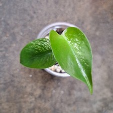 Rare Monstera Devil Variegated Rooted Tissue Culture Plant Premium 01