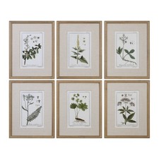 Uttermost 33651 Green Floral Botanical Study Six Piece Framed - Gold