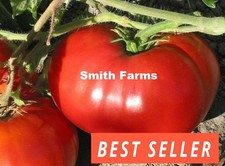 50 Seeds Delicious Tomato Hybrid Vegetable Garden Planting Tomatoe USA