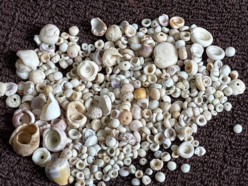 VTG Genuine Natural Hawaiian- 600 Loose Puka Shells From Kona-Hawaii~ 1970s~READ
