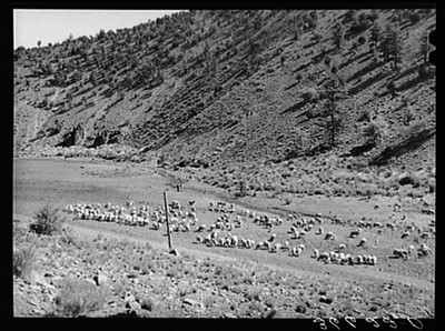 Sheep on the range. Catron County,New Mexico,NM,Farm Security Administration,1