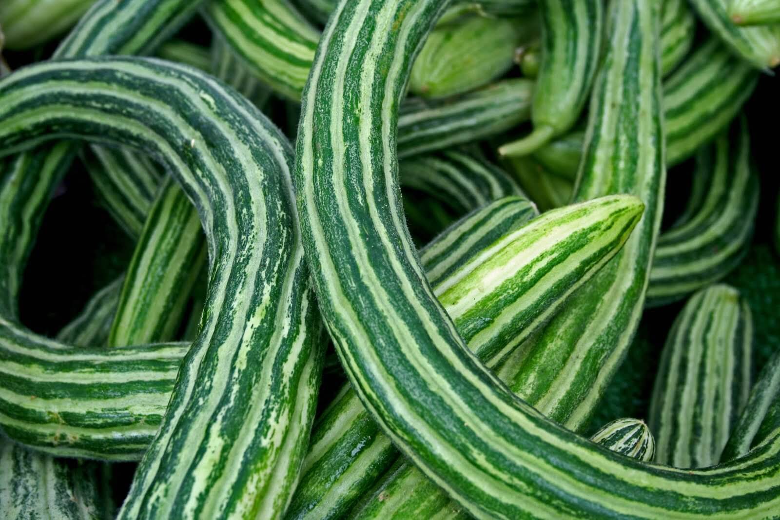 Armenian Yard Long Cucumber Seeds, Metki Dark Green, NON-GMO, Snake Melon