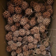 500 Sweet Gum Balls Spiked Ball Pods Gum Tree Liquidambar 