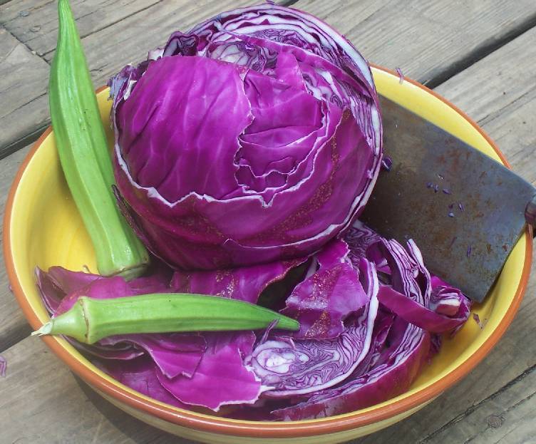 CABBAGE RED ACRE  800 SEEDS