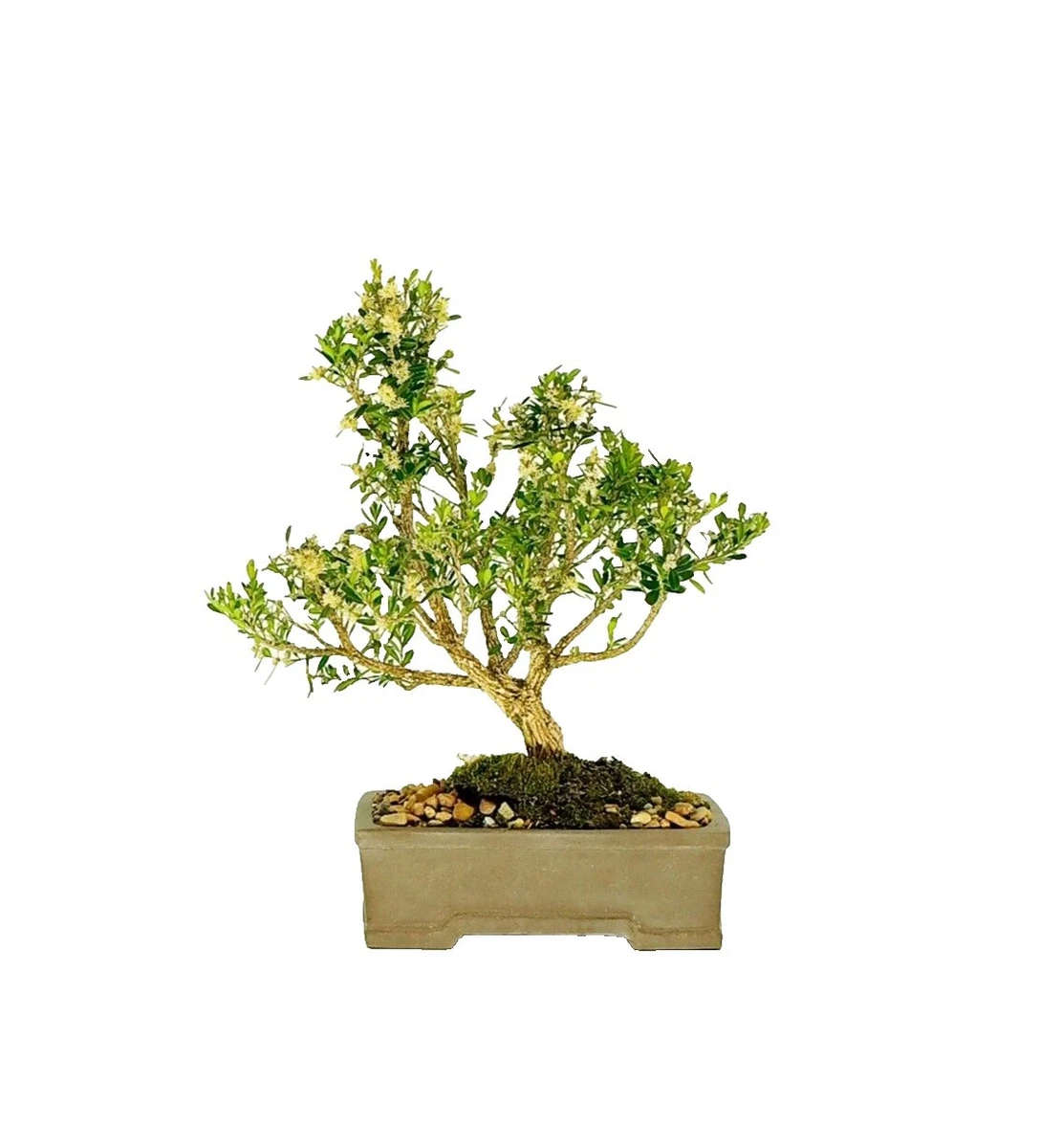 lego bonsai boom BrickBling LED Licht Set für LEGO Bonsai Baum Grün (10281) main image 1