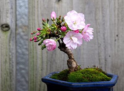 10 Sakura Bonsai Tree Seeds | eBay