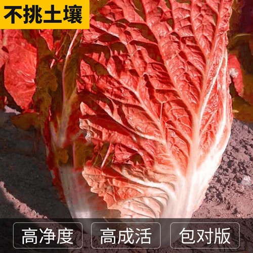 红心大白菜种子夏播耐热胶州白菜包心菜饺子菜种子蔬菜种子 Red heart Chinese cabbage seeds - Picture 3 of 16