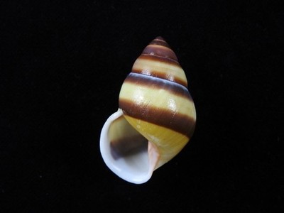 Landschnecke Amphidromus webbi simalurensis 44,2mm ID#9765