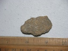 Hand axe early man paleolithic acheulean chopper blade tool Africa 1.5 inch X29