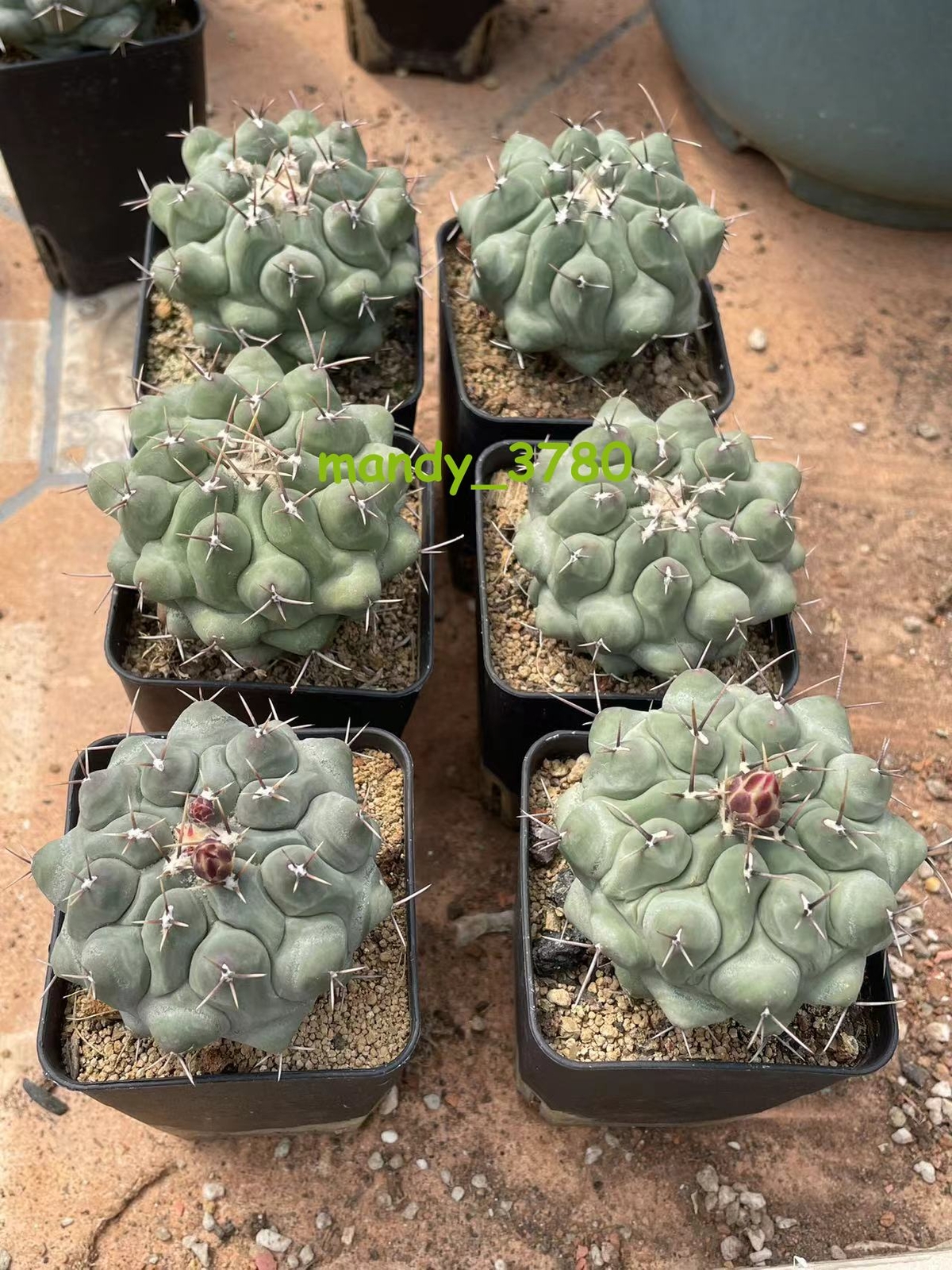 Succulent Plant Thelocactus phymatothelos Garden Décor Boutique 5-7CM