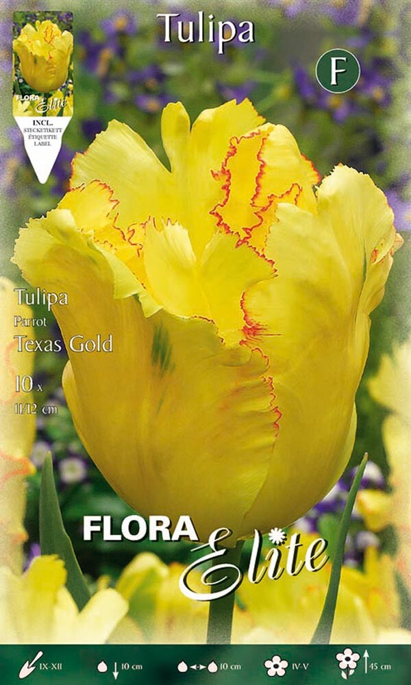 BULBI AUTUNNALI TULIPANO PARROT TEXAS GOLD CONFEZIONE DA 10 BULBI BULBS BULBES