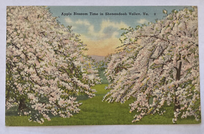 Vintage Postcard, Apple Blossom Time in Shenandoah Valley, Virginia
