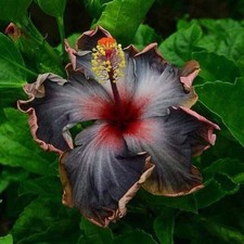 20PCS Rare Black Pink Purple Hibiscus Seeds"Black Rainbow" Giant Flower Tropi...