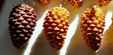 Three Katherine  s Collection Gold and Brown Glitter Pinecones 4 1/4  Retired NOS